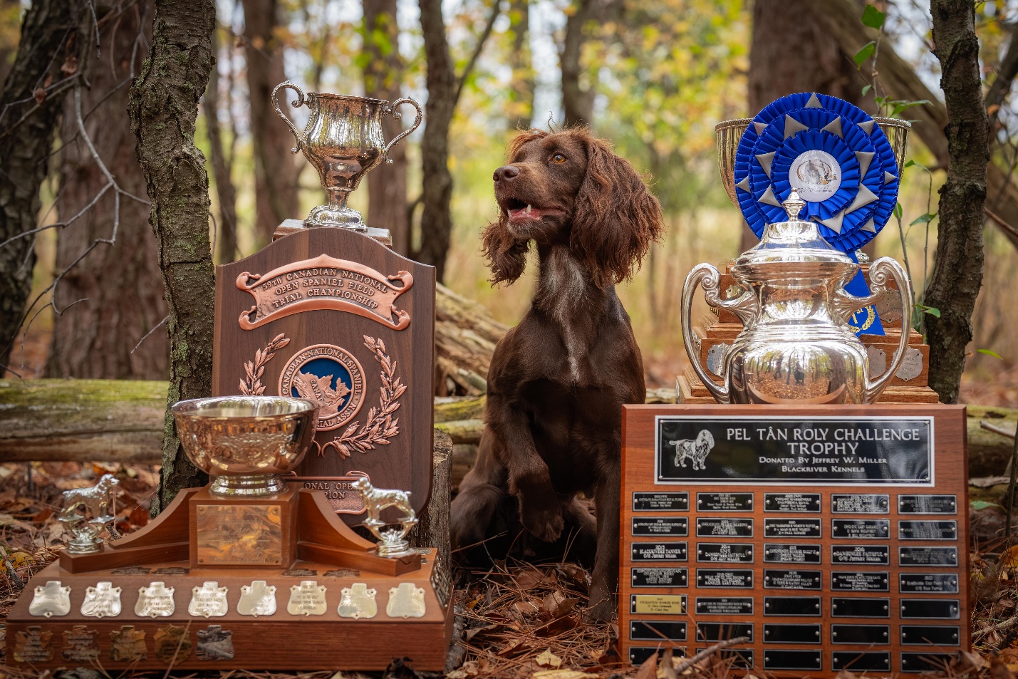2025 National Open trophies with the winning dog